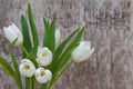 Spring bouquet of white tulips with green leaves over white old background