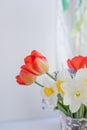 Spring bouquet with red tulips and daffodils. Fresh flowers. Colorful bouquet of fresh spring flowers isolated on white Royalty Free Stock Photo