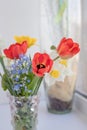 Spring bouquet with red tulips and daffodils. Fresh flowers. Colorful bouquet of fresh spring flowers isolated on white Royalty Free Stock Photo