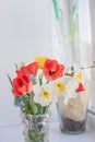 Spring bouquet with red tulips and daffodils. Fresh flowers. Colorful bouquet of fresh spring flowers isolated on white Royalty Free Stock Photo