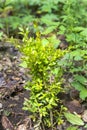 Spring , boxwood plants in the conditions of a natural mountain park in nature in the early morning. Royalty Free Stock Photo