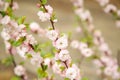 In the spring, on the branch of almonds bloomed pink small flowers.Texture or background.