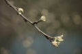 Spring branch of an apple tree with budding buds Royalty Free Stock Photo