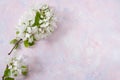 Spring branch of Apple tree is lying on the left on trendy textured white-pink-lilac background.