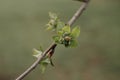 Spring branch of an apple tree with pink budding buds and young green leaves. Royalty Free Stock Photo
