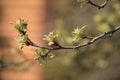 Spring branch of an apple tree with pink budding buds and young green leaves on the background of a wooden house Royalty Free Stock Photo