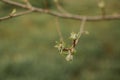 Spring branch of an apple tree with pink budding buds and young green leaves. Royalty Free Stock Photo