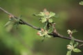 Spring branch of an apple tree with pink budding buds and young green leaves Royalty Free Stock Photo