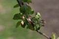 Spring branch of an apple tree with pink budding buds and young green leaves. Royalty Free Stock Photo