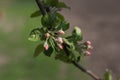 Spring branch of an apple tree with pink budding buds and young green leaves. Royalty Free Stock Photo