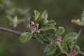 Spring branch of an apple tree with pink budding buds and young green leaves. Royalty Free Stock Photo