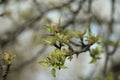 Spring branch of an apple tree with young green leaves on a blurry background og the garden Royalty Free Stock Photo