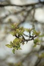 Spring branch of an apple tree with young green leaves on a blurry background og the garden. Vertical frame. Royalty Free Stock Photo