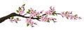 Spring branch banner with cherry flowers
