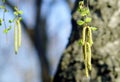 Spring branch of birch with earrings in spring sunny day. Tree b Royalty Free Stock Photo