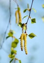 Spring branch of birch with earrings in spring sunny day. Tree b Royalty Free Stock Photo