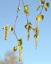 Spring branch of birch with earrings in spring sunny day. Tree b Royalty Free Stock Photo