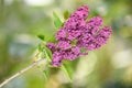Spring branch of blooming lilac