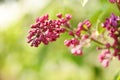 Spring branch of blooming lilac