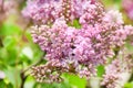 Spring branch of blooming lilac