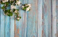 Spring branch of a blossoming apple tree on the background of an old wooden wall with peeling blue paint. Royalty Free Stock Photo