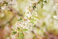 Spring branch of a blossoming apple tree Royalty Free Stock Photo