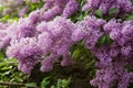 Spring blossoming lilac Royalty Free Stock Photo