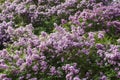 Spring blossoming lilac Royalty Free Stock Photo