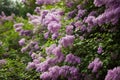 Spring blossoming lilac Royalty Free Stock Photo