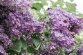 Spring branch of blossoming lilac Royalty Free Stock Photo