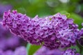 Beautiful branch of blossoming lilac