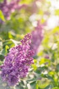 Spring branch of blossoming lilac Royalty Free Stock Photo