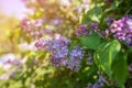 Spring branch of blossoming lilac. Nature background