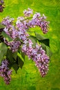 Spring branch of blossoming lilac Royalty Free Stock Photo