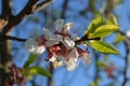 Spring has come again and cherry blossomed Royalty Free Stock Photo