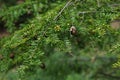 Spring branch with cone and flowers of coniferous Eastern Hemlock tree, also called Canadian Hemlock