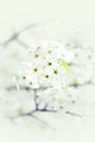 Spring Branch Flowers Royalty Free Stock Photo