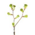 Spring branch of a foliar tree with a lot of buds in the form of green tassels isolated on white