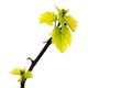 Spring branch of grape vine with fresh green leaves isolated on white background Royalty Free Stock Photo