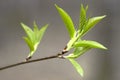Spring branch with green leaves