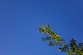 A spring branch with green leaves against a blue sky. Young bright green leaves on the branches of a tree against the blue sky. Royalty Free Stock Photo