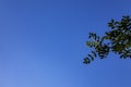 A spring branch with green leaves against a blue sky. Young bright green leaves on the branches of a tree against the blue sky. Royalty Free Stock Photo