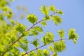 Spring branch with green leaves of Metasequoia glyptostroboides Dawn Redwood Royalty Free Stock Photo