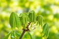 Spring branch of Horse chestnut tree. Close up fresh green leaves of Conker tree. New life concept for natural design Royalty Free Stock Photo