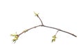Spring branch isolated on white background Royalty Free Stock Photo