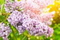 Spring branch of lilac in bloom with violet flowers on green leaves in the garden at sunny day, background Royalty Free Stock Photo
