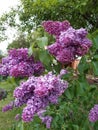 Spring branch of lilac flowers, natural background, lovely landscape of nature Royalty Free Stock Photo