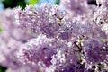 Spring branch of lilac / Spring flowers Royalty Free Stock Photo