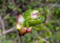 Spring Branch, Lime Buds, Young Linden Tree Leaves on Blur Background. Spring Twig Royalty Free Stock Photo