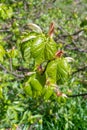 Spring Branch, Lime Buds, Young Linden Tree Leaves on Blur Background. Spring Twig Royalty Free Stock Photo
